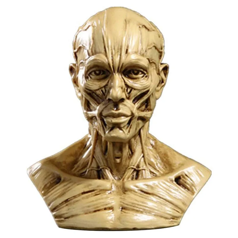 Galvos anatomija Pusiau žmogaus modelis Amatas Derva Kaukolė Skulptūra Galva Raumenys Kaulas medicinos menininkui Studijų biuras Figūrėlės dekoravimas