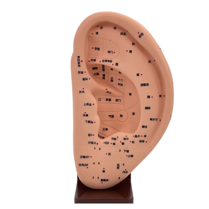 J6PA Ausų masažo modelis Masažo įrankiai Anatominis ausų modelis Ausų mokymas Ausų Acupoint mokymosi modelis Ear Acupoint ekrano modelis