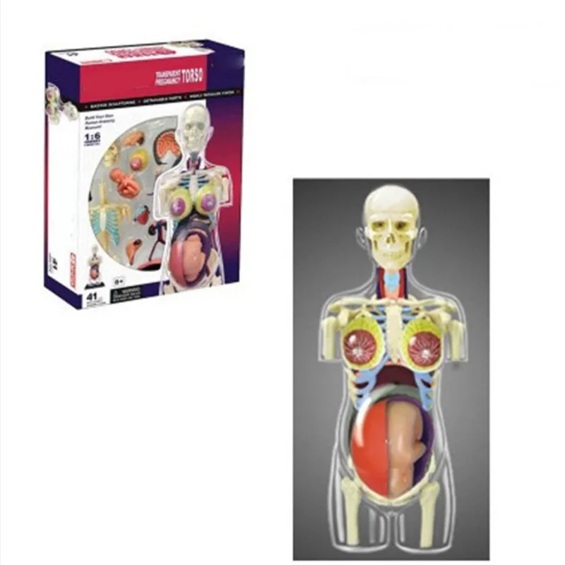 Mini 1:6 Žmogaus moters nėštumo surinkimo modelis Surinkta žmogaus anatomijos modelio dovana vaikams